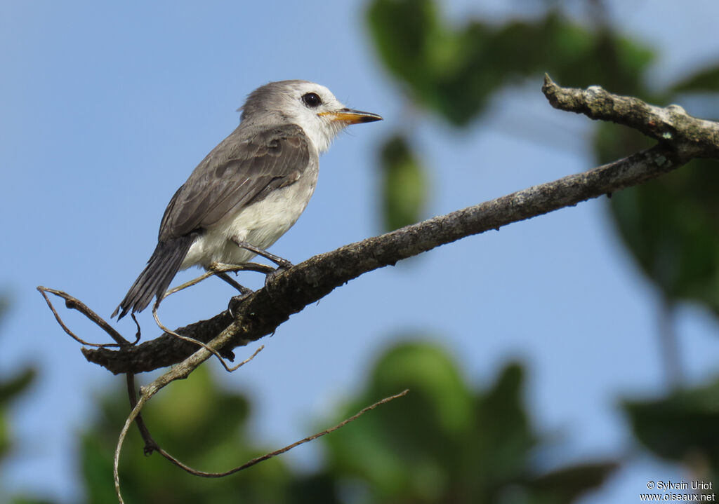 White-headed Marsh Tyrant female adult