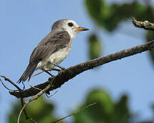 White-headed Marsh Tyrant