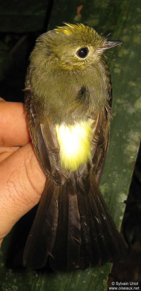 Whiskered Myiobiusadult