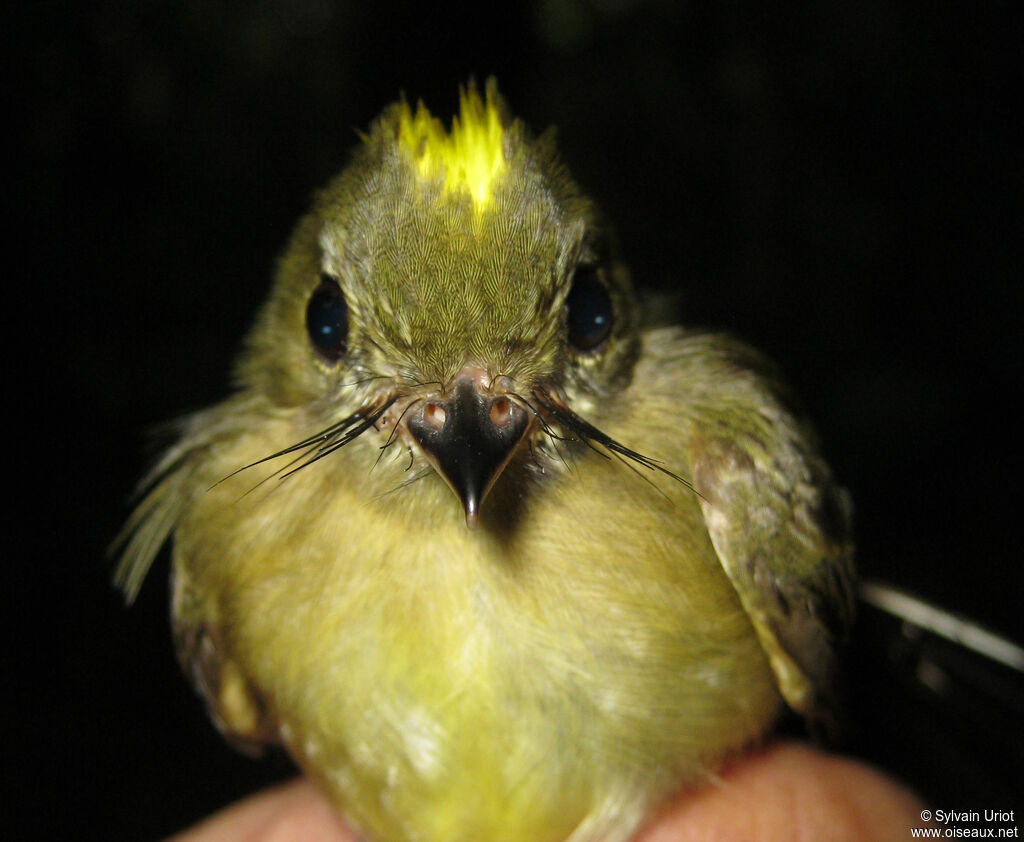 Whiskered Myiobiusadult