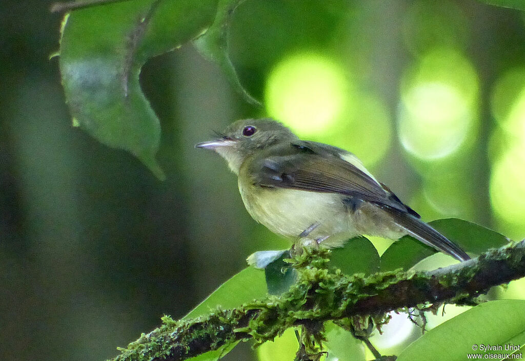 Whiskered Myiobius