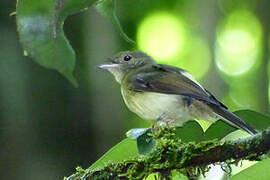 Whiskered Myiobius