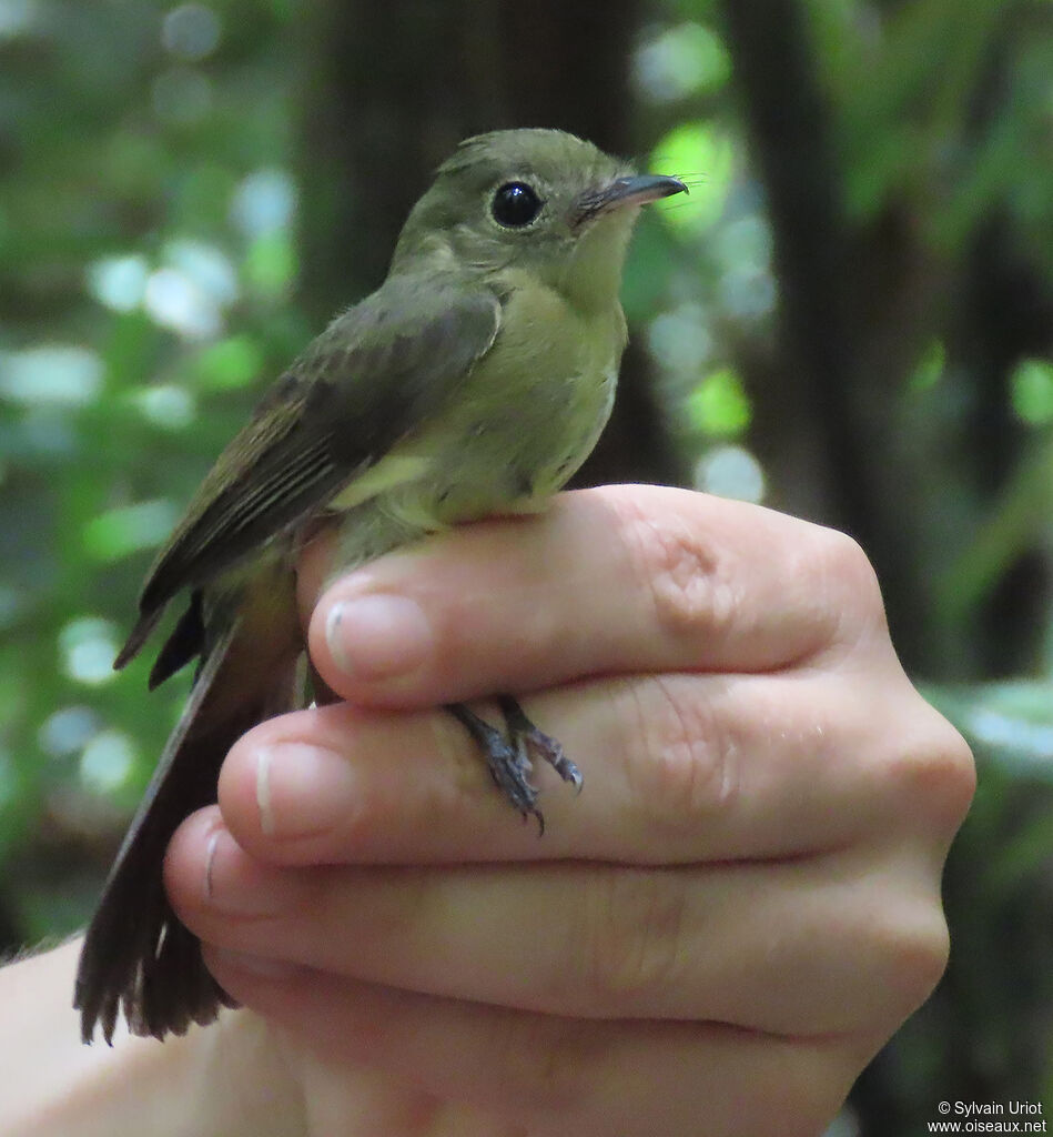 Whiskered Myiobiusadult