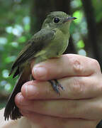 Whiskered Myiobius