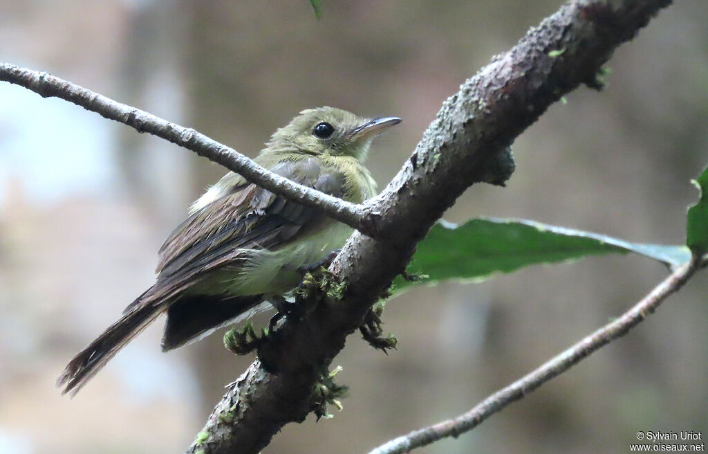 Whiskered Myiobiusadult