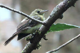 Whiskered Myiobius