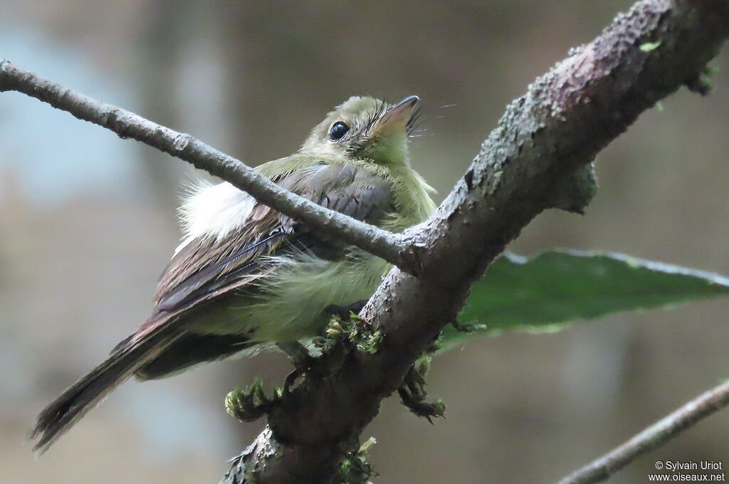 Whiskered Myiobiusadult