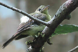 Whiskered Myiobius