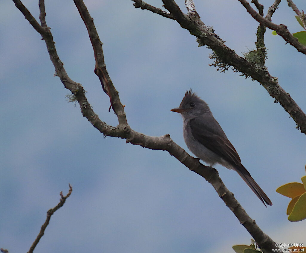 Smoke-colored Pewee