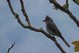 Smoke-colored Pewee