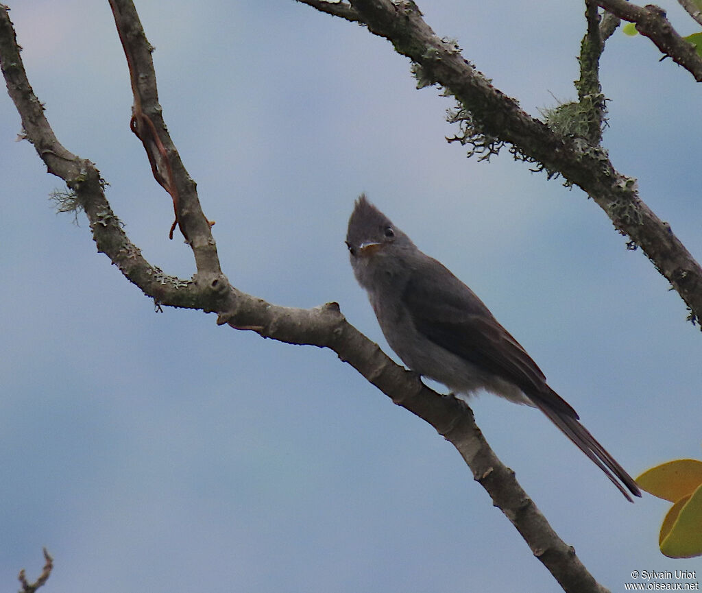 Smoke-colored Pewee