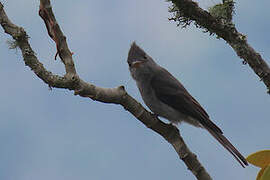 Smoke-colored Pewee