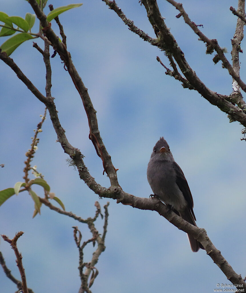 Smoke-colored Pewee