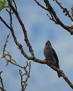 Smoke-colored Pewee