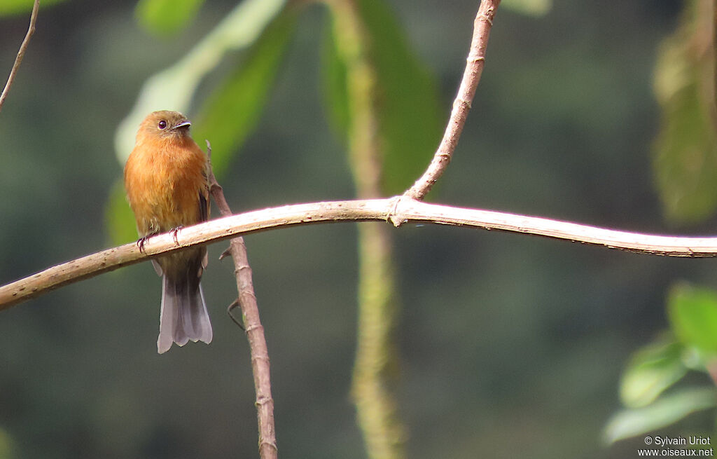 Cinnamon Flycatcheradult