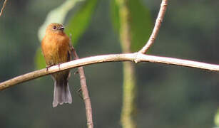 Cinnamon Flycatcher