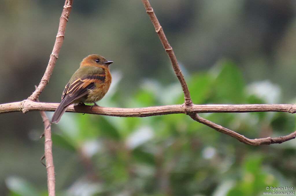 Cinnamon Flycatcheradult