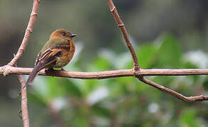 Cinnamon Flycatcher