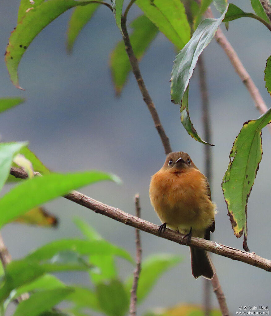 Cinnamon Flycatcheradult