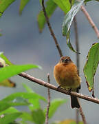 Cinnamon Flycatcher