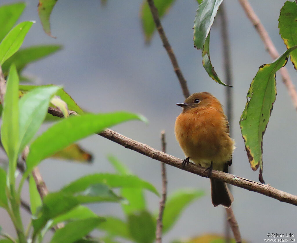 Cinnamon Flycatcher