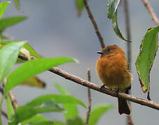 Cinnamon Flycatcher