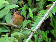 Cinnamon Flycatcher