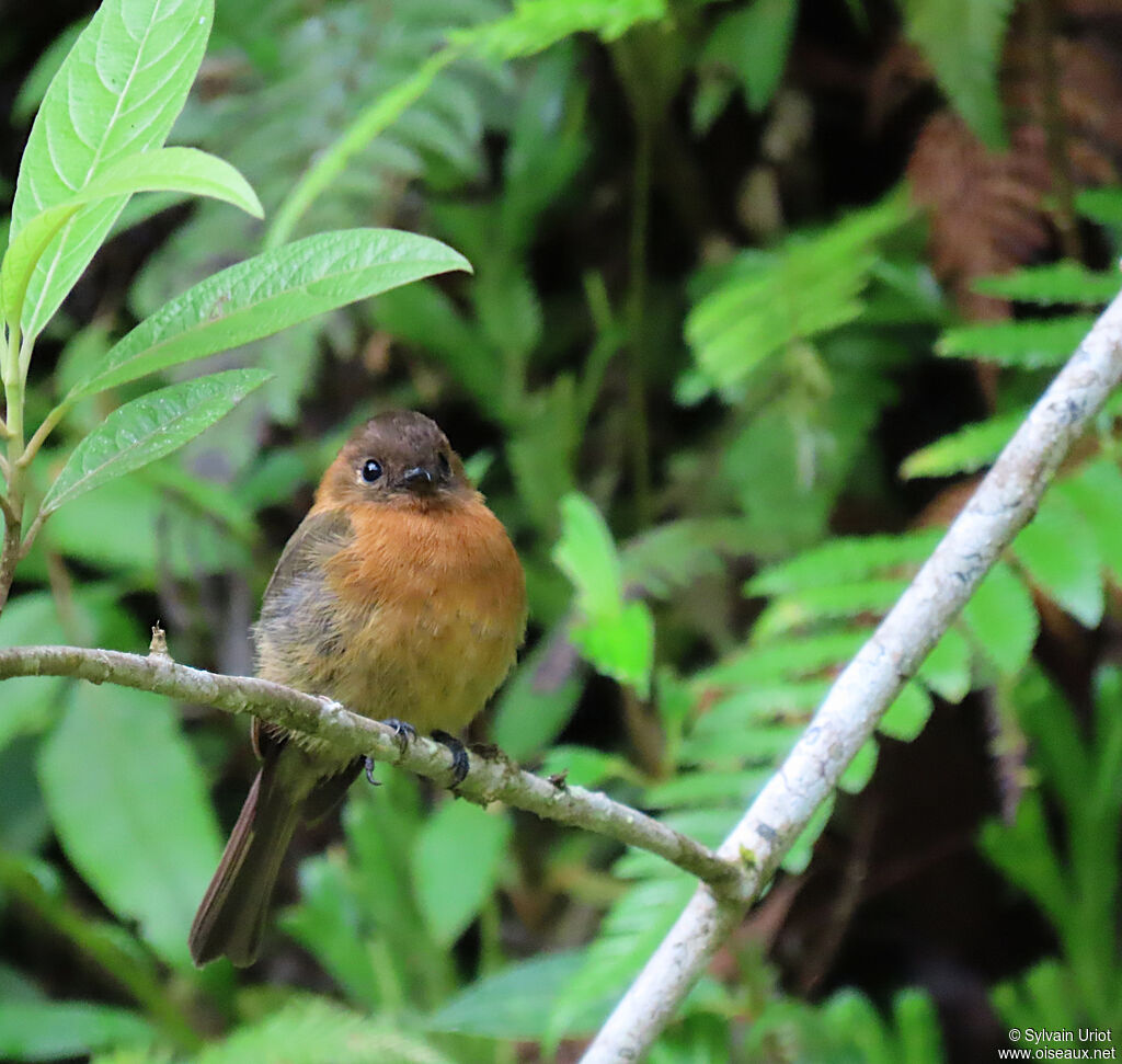 Cinnamon Flycatcheradult