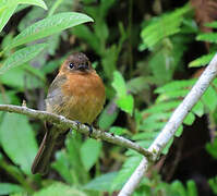 Cinnamon Flycatcher