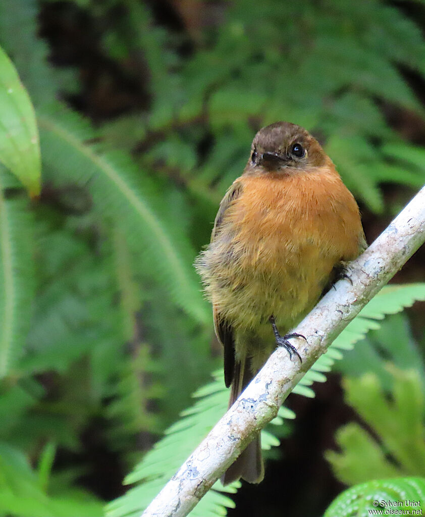 Cinnamon Flycatcheradult