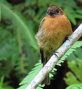 Cinnamon Flycatcher