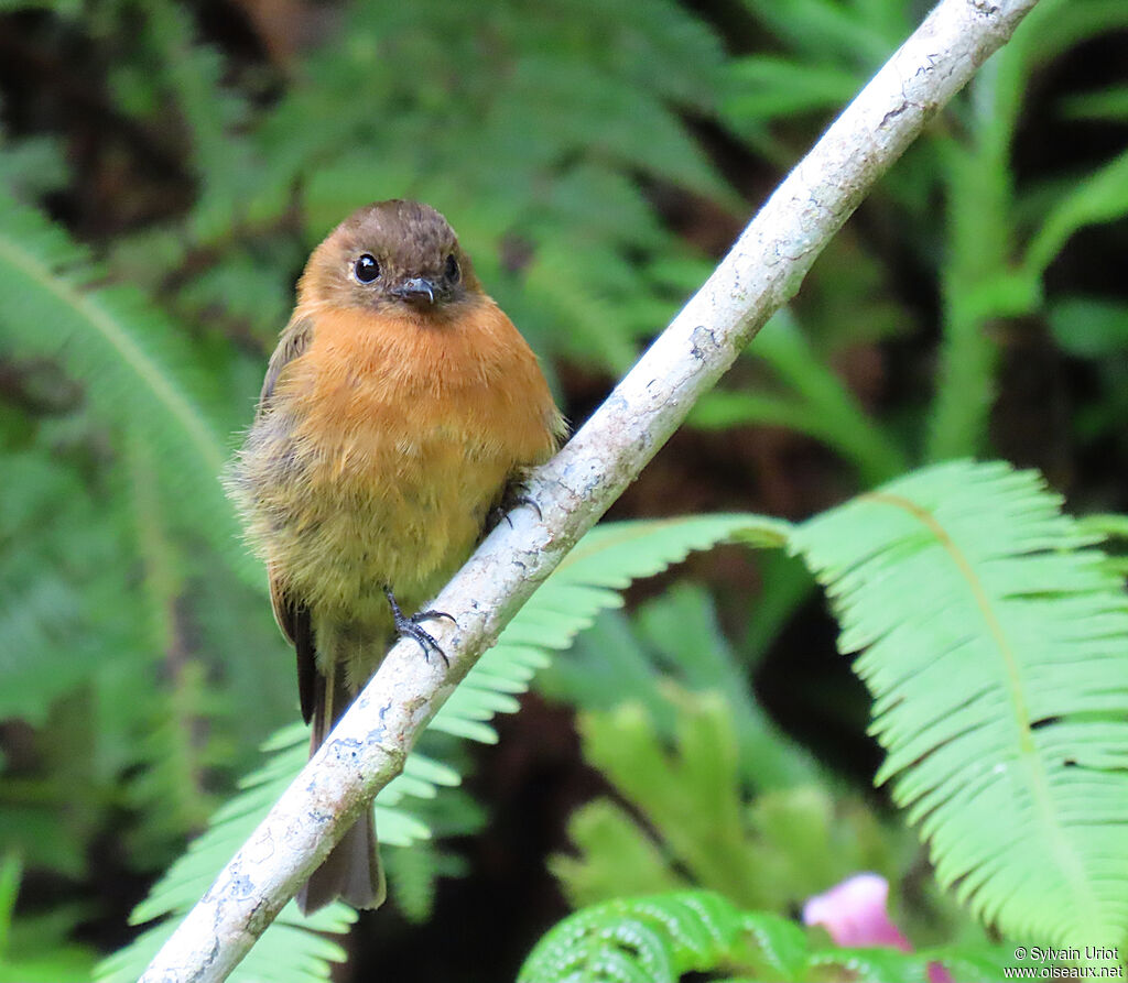 Cinnamon Flycatcheradult