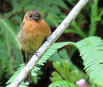 Cinnamon Flycatcher