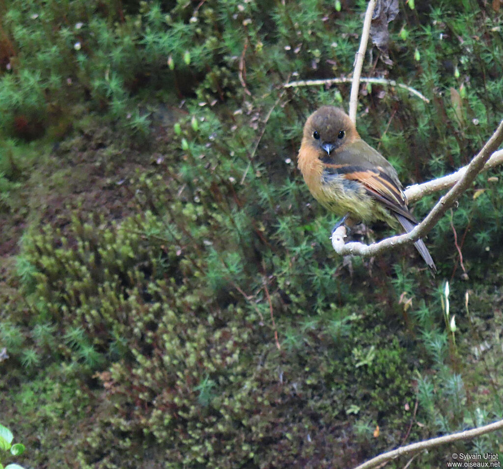 Cinnamon Flycatcheradult