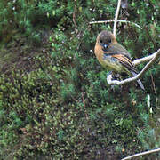 Cinnamon Flycatcher