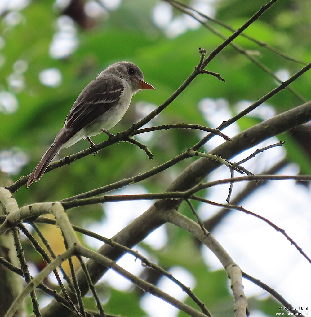 Southern Tropical Peweeadult