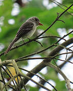 Tropical Pewee