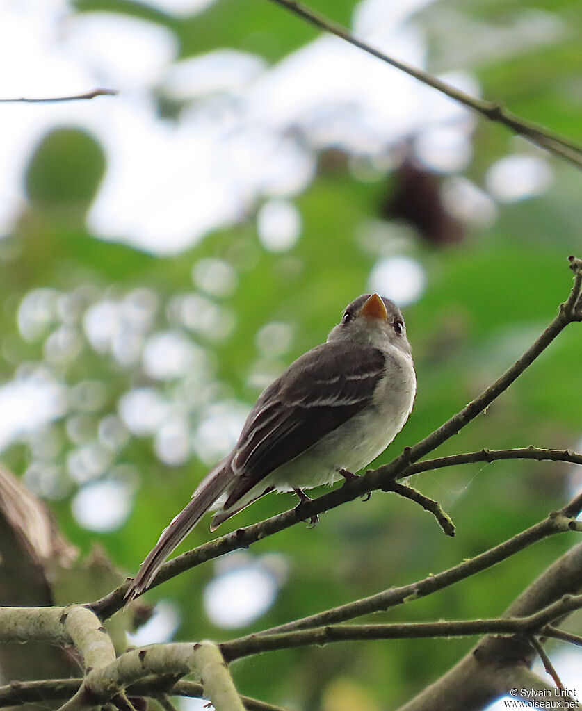 Southern Tropical Peweeadult