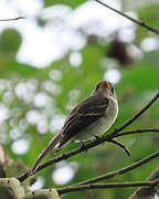 Tropical Pewee