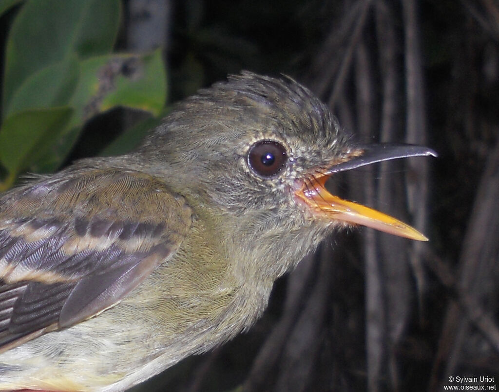 Euler's Flycatcher