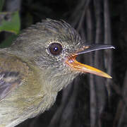 Euler's Flycatcher