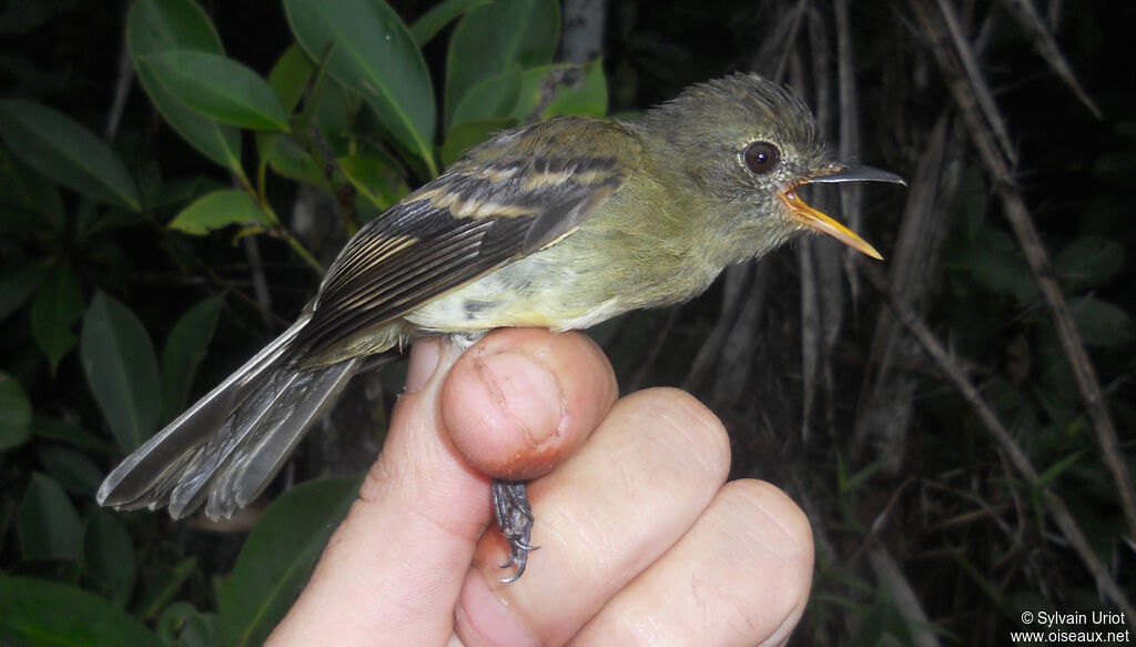 Euler's Flycatcher