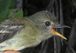 Euler's Flycatcher