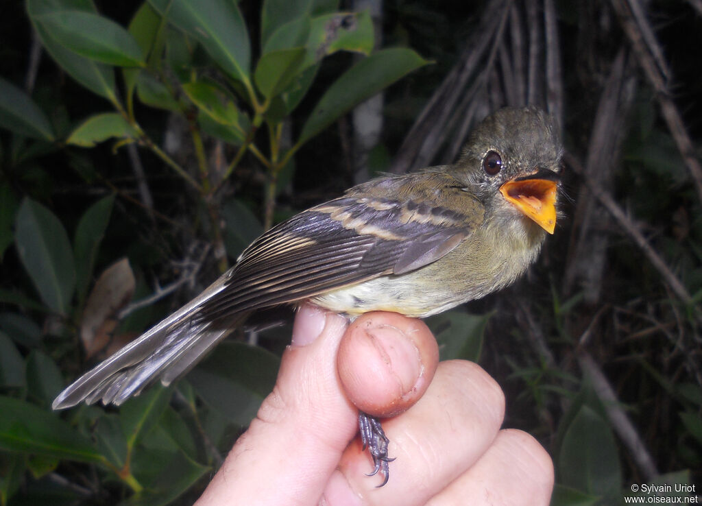 Euler's Flycatcher