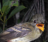 Euler's Flycatcher