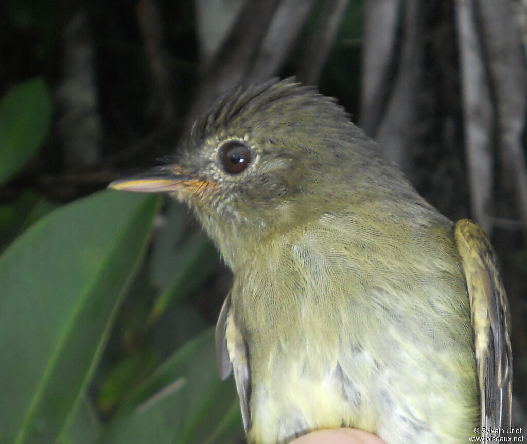 Euler's Flycatcher