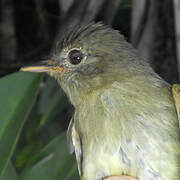 Euler's Flycatcher