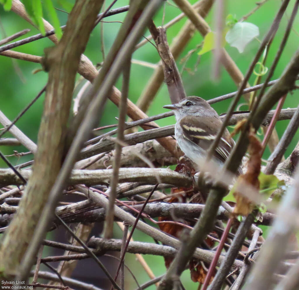 Mouse-grey Flycatcher