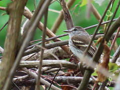 Mouse-grey Flycatcher