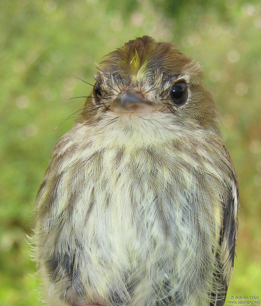 Moucherolle fasciéadulte